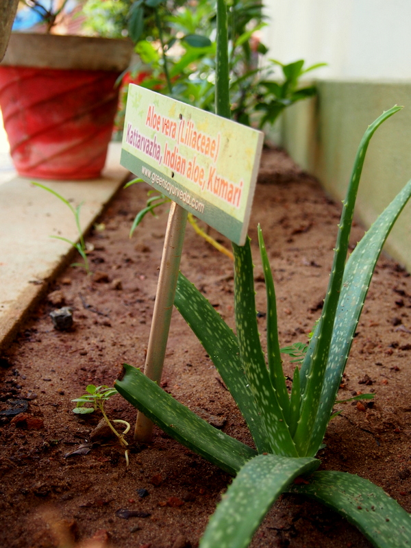 Un mois au Kerala - Immersion ayurvédique en Inde